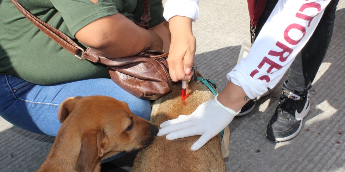 prevención contra la rickettsiosis