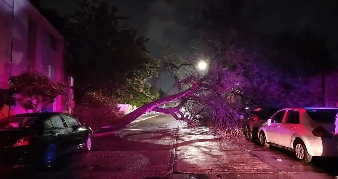 Repondrán árboles derribados por lluvias en Aguascalientes