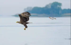 Águila