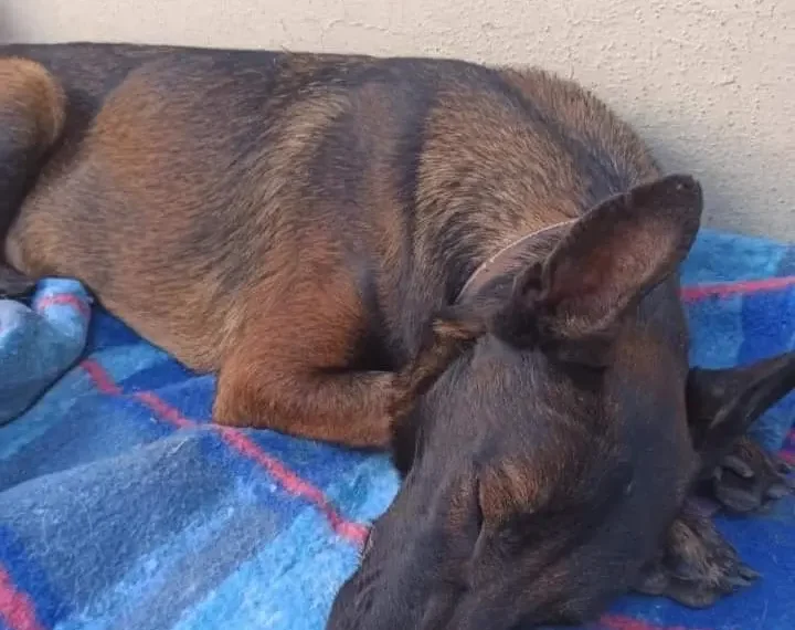 Laika