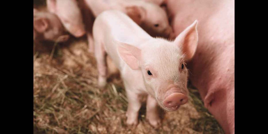 Productores del campo enfrentan desafíos económicos por enfermedades en cerdos