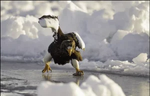 águila patinadora