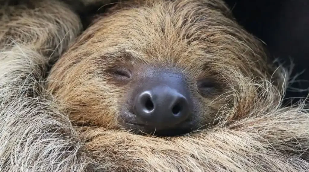 Imagen de archivo de un perezoso de dos dedos durmiendo. Los perezosos de las regiones de gran altitud muestran un marcado aumento de su tasa metabólica en reposo a medida que aumentan las temperaturas, lo que puede dificultarles consumir suficiente alimento en los próximos años. (Tane Mahuta/Getty)