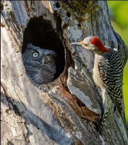 Comedy Wildlife Photo