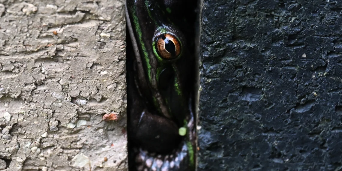 ranas saunas