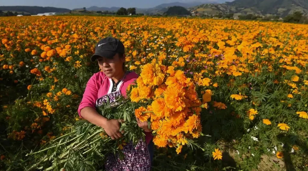 Mujeres y hombres desde muy temprana hora se encuentran trabajando en el corte de flor de cempasúchil en los campos de San Francisco Putla en el municipio de Tenango del Valle. Estado de México. (Cuartoscuro)