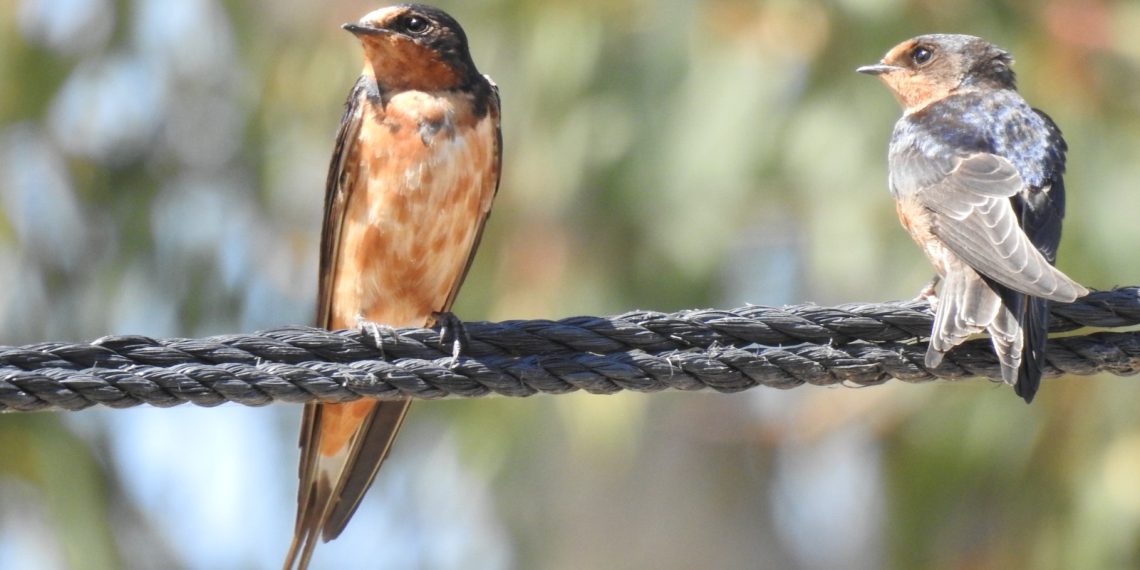 Golondrina Tijereta/ Sergio Castañeda