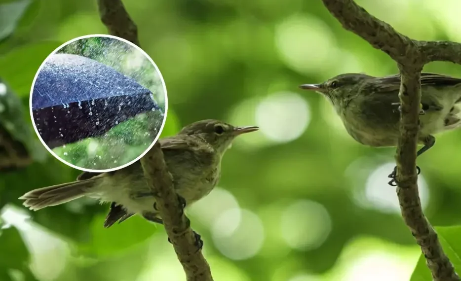 Una pareja de currucas de Seychelles en la isla Cousin (principal) e imagen de archivo de lluvias (recuadro). Estas aves tienen tasas más altas de divorcio durante épocas de lluvias bajas y altas. (Yasuyoshi Chiba/AFP Vía Getty Images / Istock / Getty Images Plus)