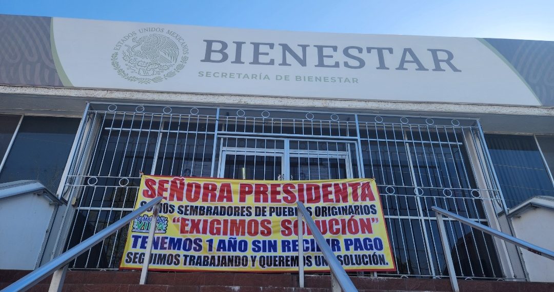 Productores beneficiados por Sembrando Vida en Durango denuncian falta de pagos 