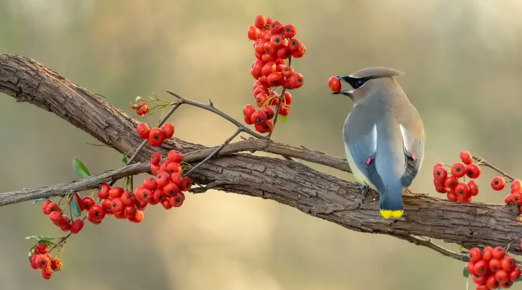 Los pájaros alas de cera comen bayas y frutas azucaradas todo el año, así como insectos que se vuelven parte importante de la dieta durante el periodo reproductivo. (AdobeStock)