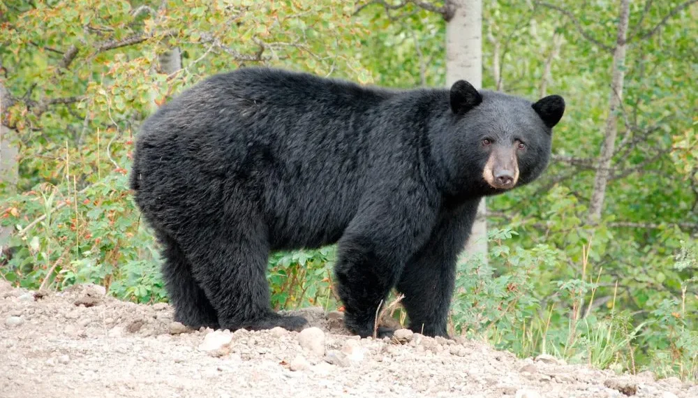 La patrulla de osos de Nuevo León