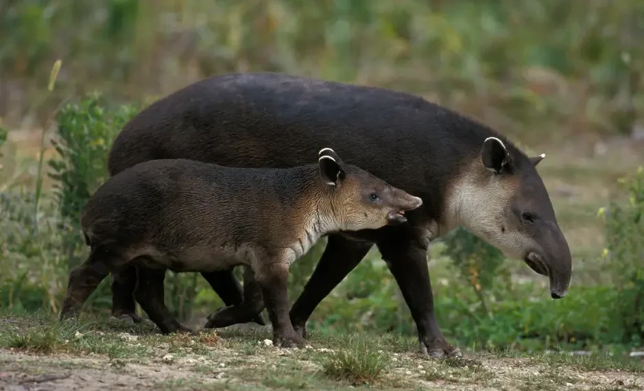 La aparición de una familia de tapires da esperanza en al conservación de esta especie.(AdobeStock)