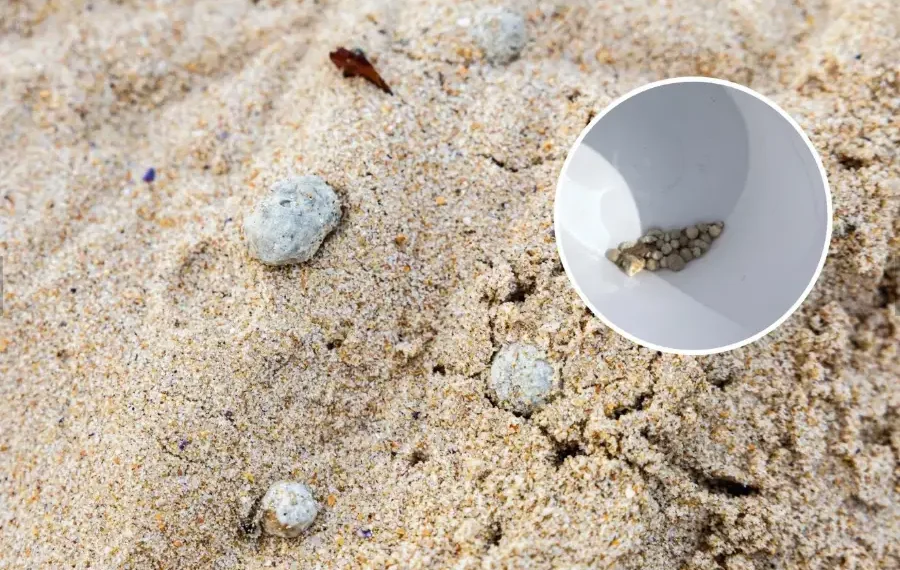 Se ven bolas blancas y grises no identificadas en la playa Dee Why el 15 de enero de 2025 en Sídney, Australia (principal). (Brook Mitchell/Getty Images/Consejo de Playas del Norte de Sídney)