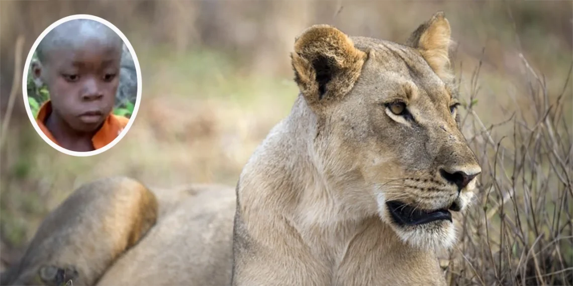 niño leones