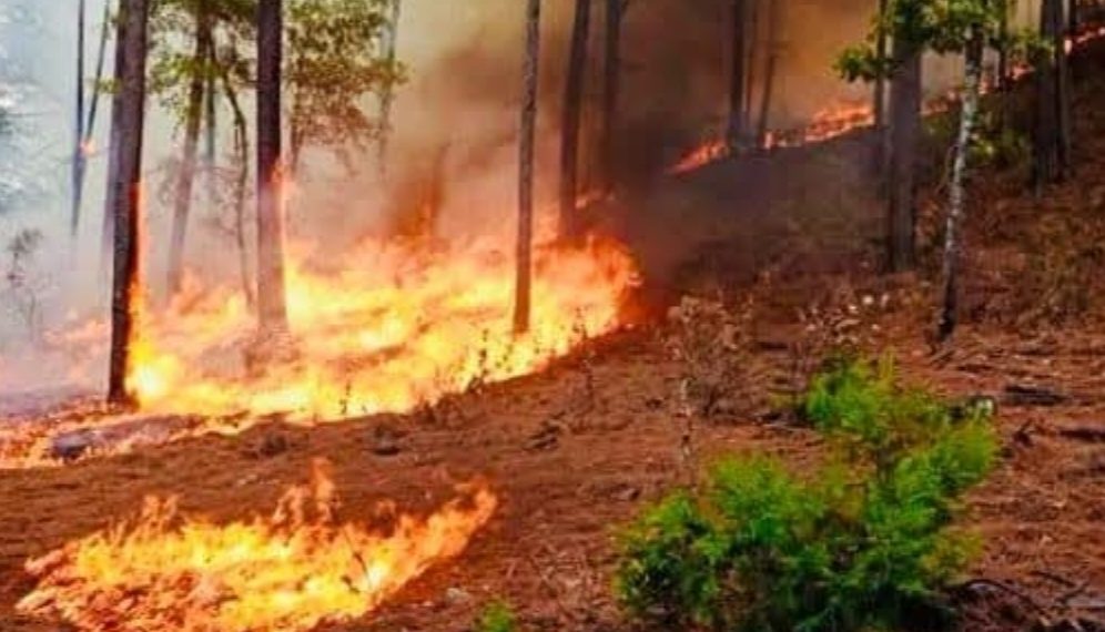 Incendios forestales 2024