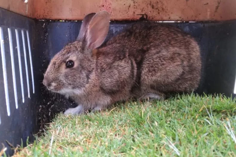 conejo de cola de algodón omiltemi