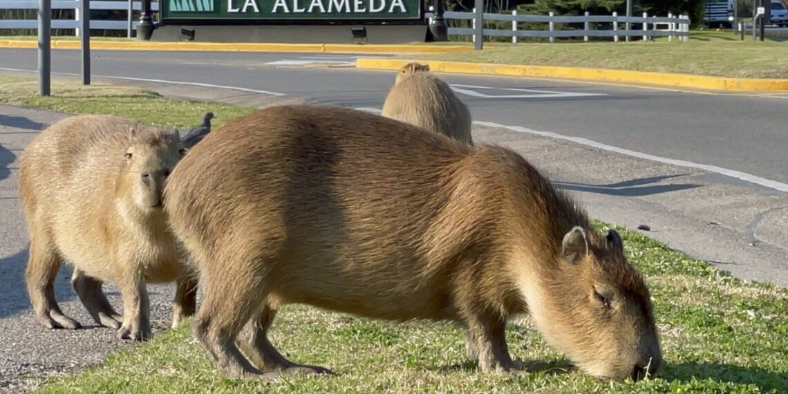 Los capibaras, conocidos como carpinchos en Argentina, han generado una discusión social y ambiental importante en uno de los barrios más exclusivos de la nación sudamericana. (Photo by MAGALI CERVANTES / AFP)