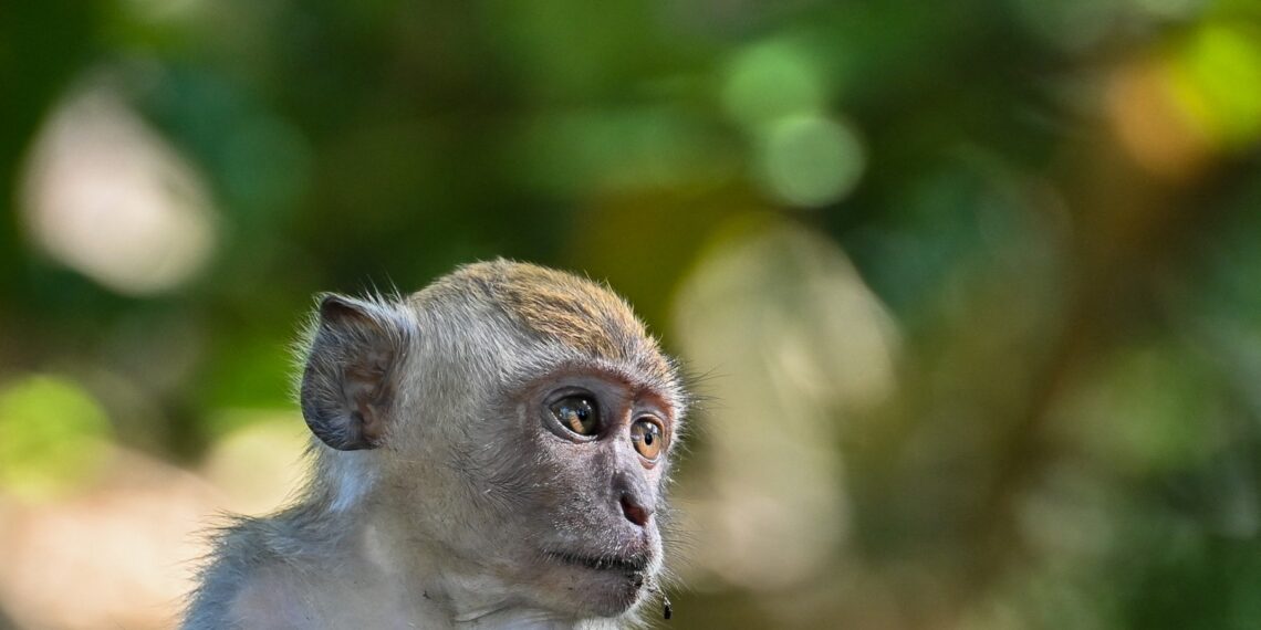 El macaco es la especie de mono más común en Sri Lanka. (Photo by CHAIDEER MAHYUDDIN / AFP)