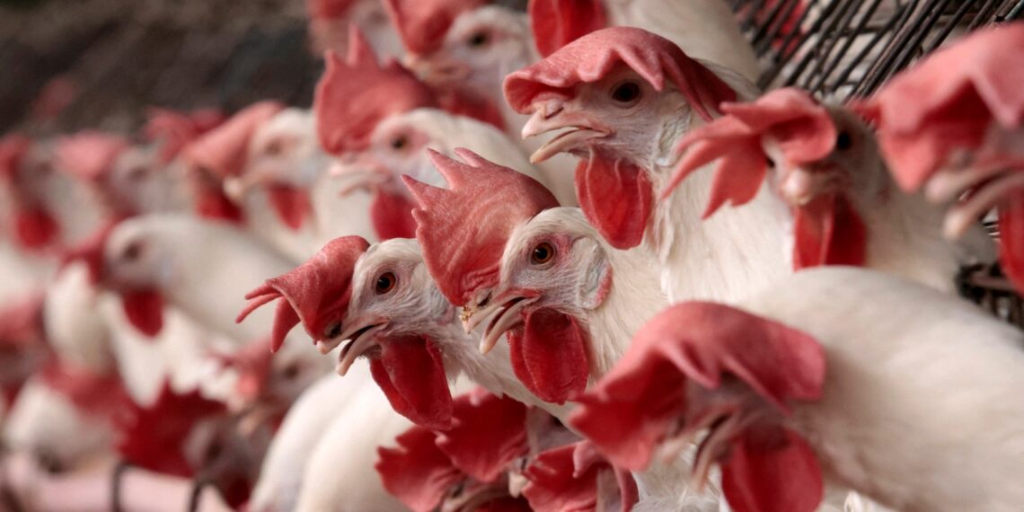 La gripe aviar ha generado tensión en Estados Unidos por la detección de casos en su ganado y aves de corral. (Photo by Ulises Ruiz / AFP)