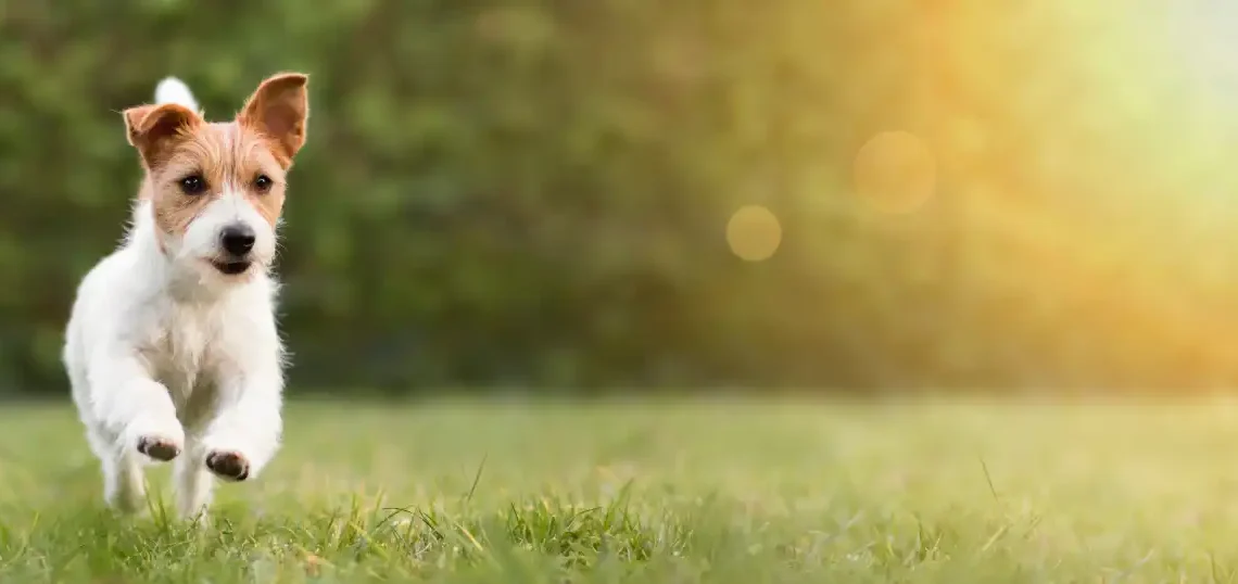 El tener un perro te ayuda en tu actividad física, salud mental y emocional (AdobeStock)