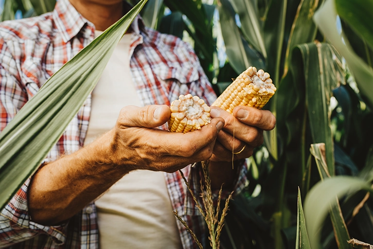 Alimentación 2025