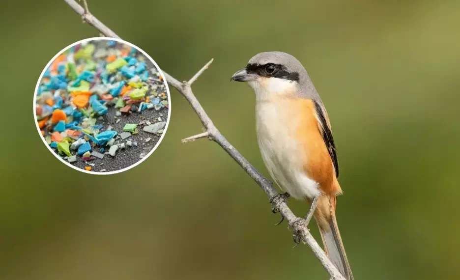 Un alcaudón de cola larga, una de las especies de aves incluidas en el estudio y, en el recuadro, partículas microplásticas. (ePhotocorp / Svetlozar Hristov/iStock / Getty Images Plus)