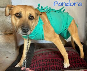 Pandora, en adopción