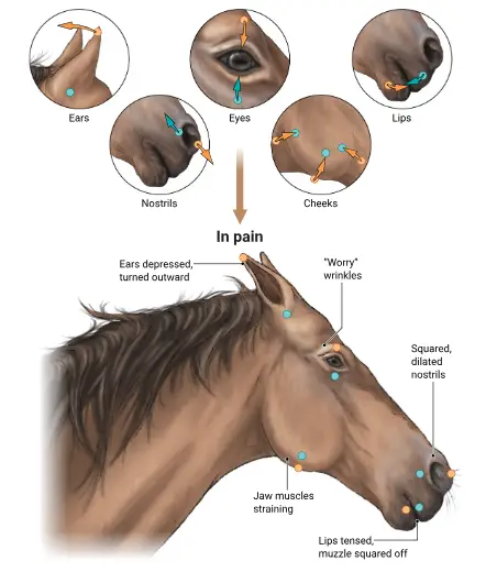 animales expresiones faciales