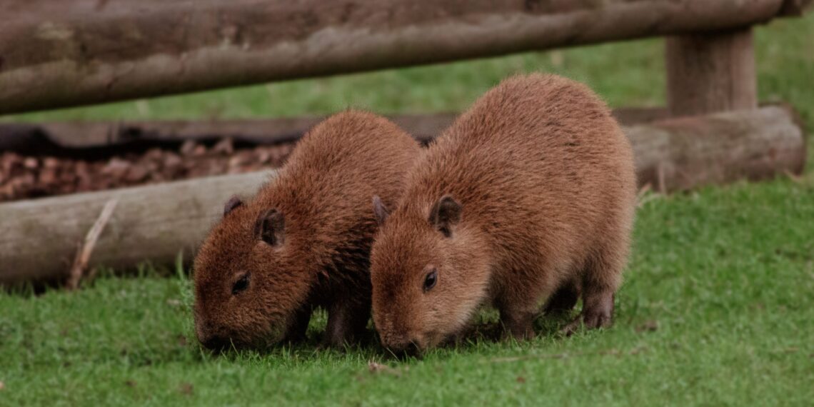 Esta pareja de hembras bebés son las primeras de su especie en habitar el Zoológico de Edimburgo en Escocia.(EdinburghZoo)