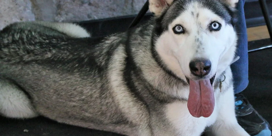 En marzo se dispara abandono de mascotas obsequiadas en navidad