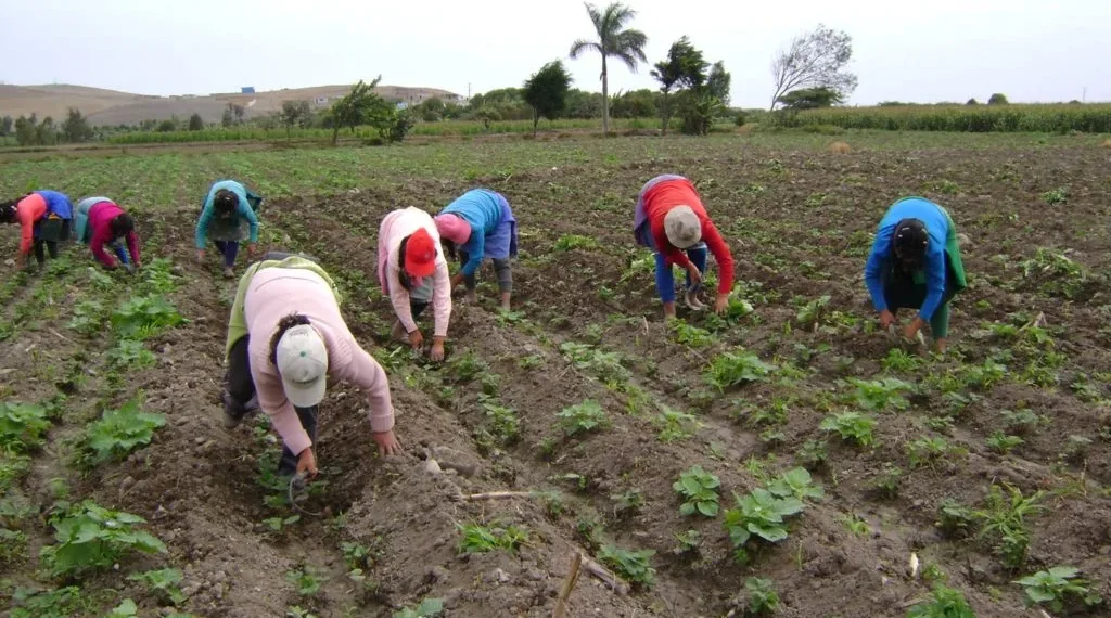 Reconocen déficit de personal en el campo, productores recurren a automatización