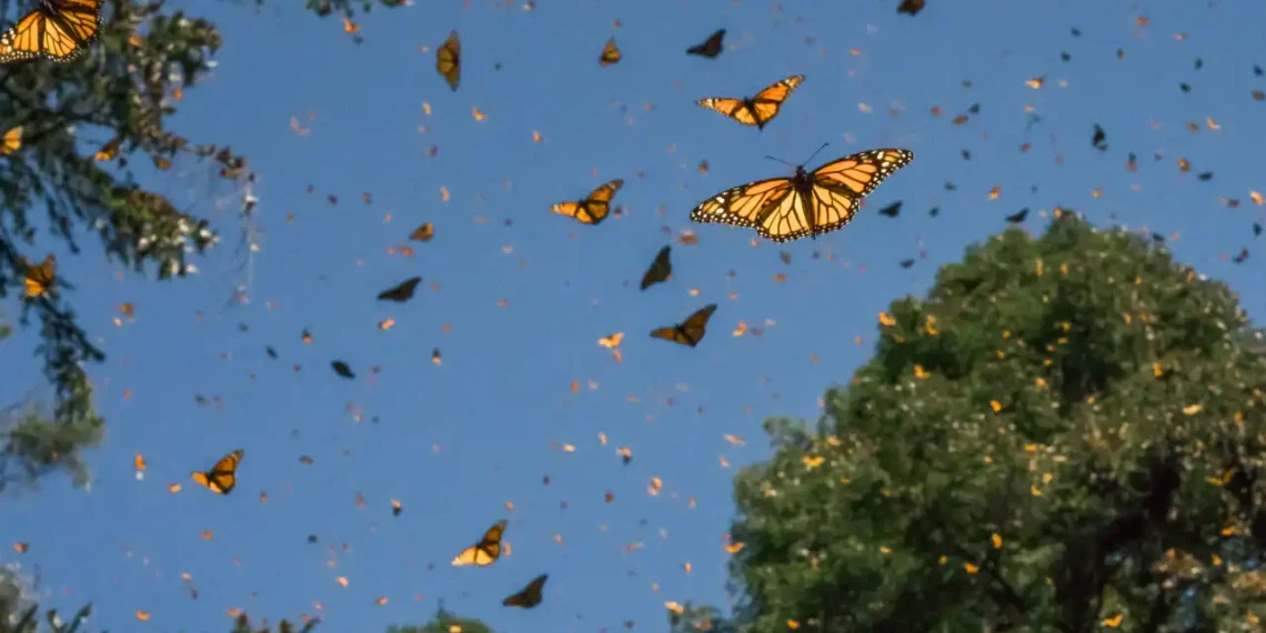 La protección de este lepidóptero es un esfuerzo compartido para la salud del ecosistema norteamericano (©AlianzaWWF-FundaciónTelmexTelcel)