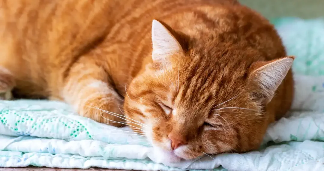 Estos gatos tienen una singular personalidad. (AdobeStock)
