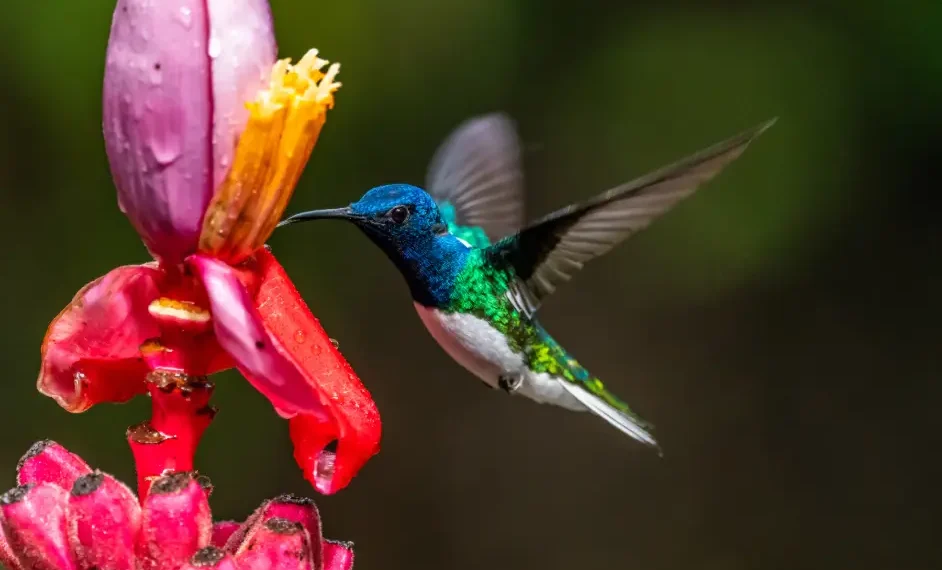 El caso de los colibríes no es aislado, ya que las palomas también están dentro del comensalismo. (AdobeStock)