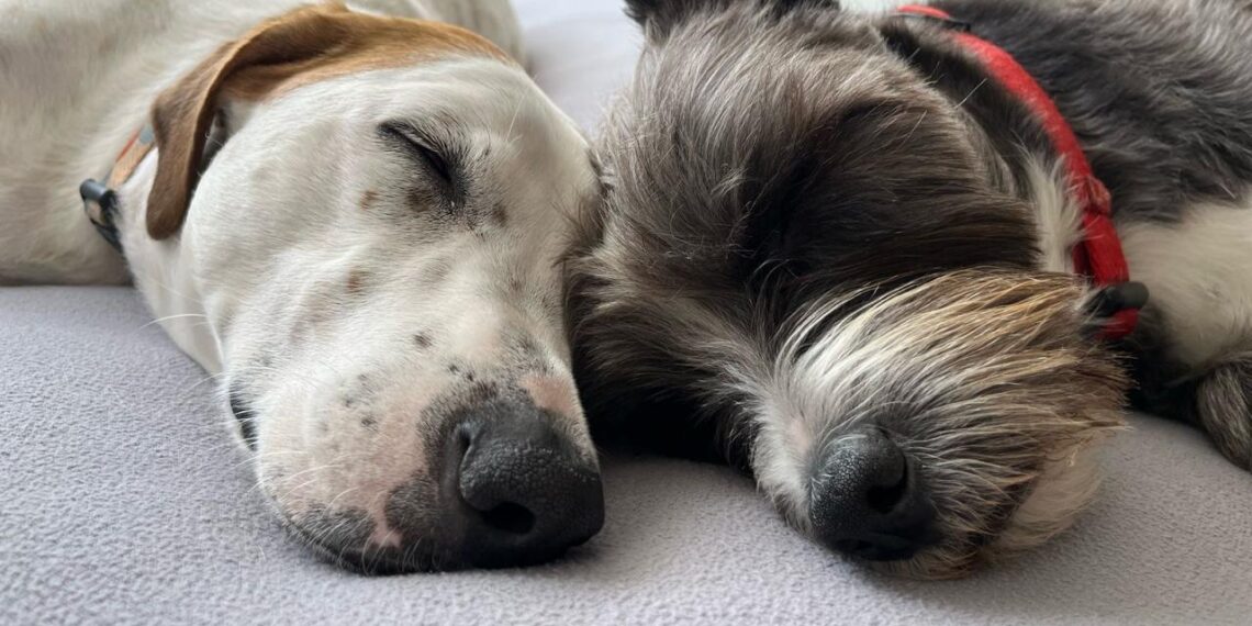 Los perros sin raza resultan una compañía única para quien quiere un lomito. (Rodrigo Torres)