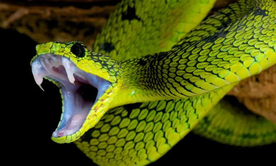 antiveneno serpientes
