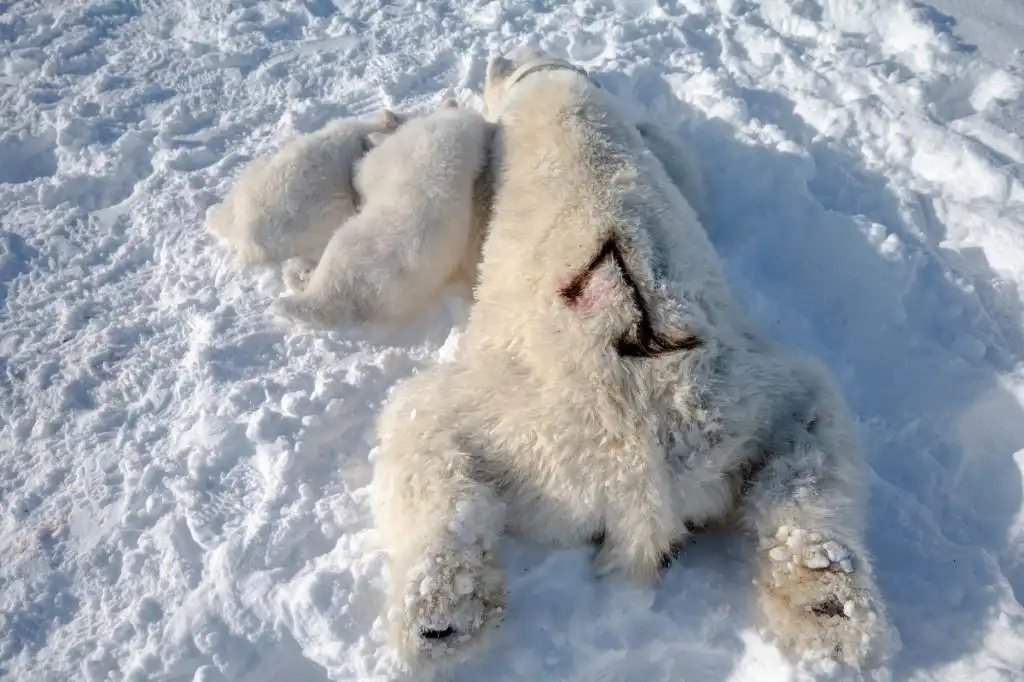 cachorros oso polar
