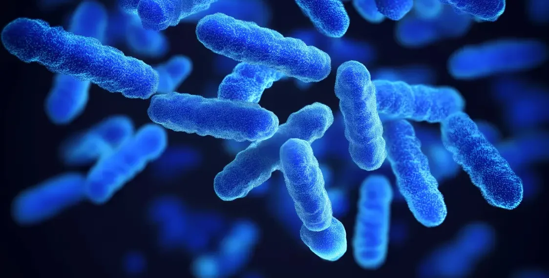 cepa bacteriana