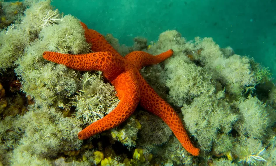 estrellas de mar