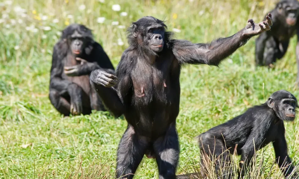hembras bonobo
