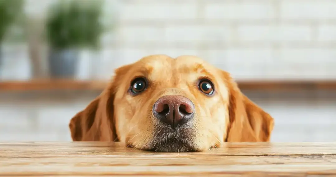 ¿Compartes fotos de animalitos tiernos o graciosos? Tiene un beneficio para tu salud. (AdobeStock)