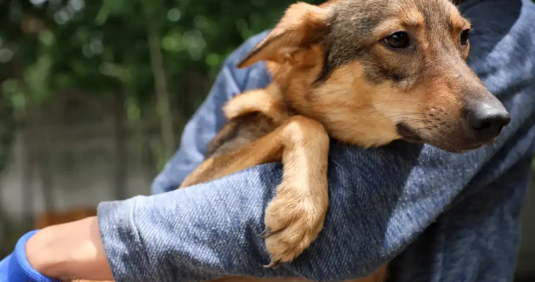 Este caso detectado en un perro doméstico da señales de la expansión del gusano barrenador. (AdobeStock)