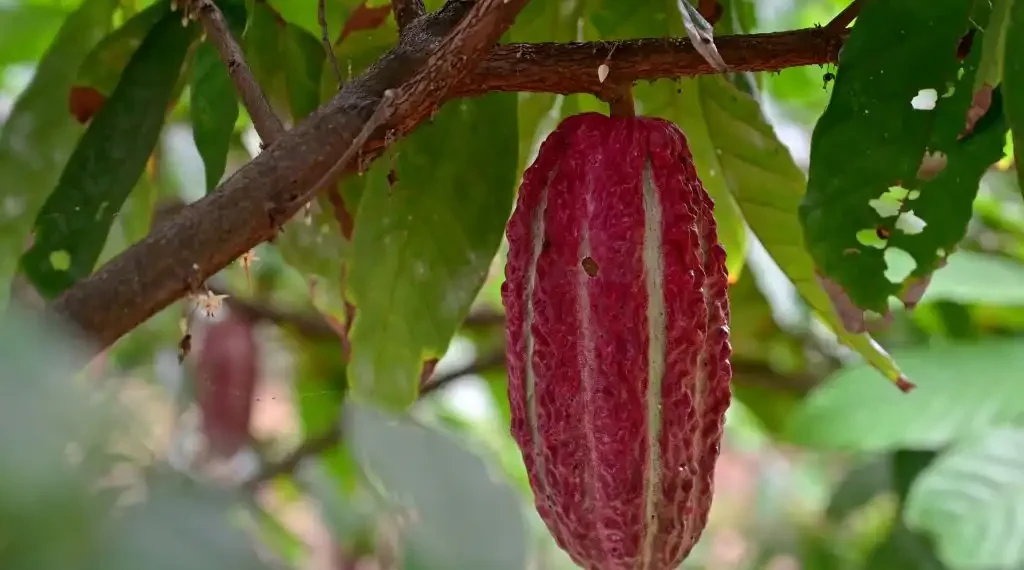 Cacao