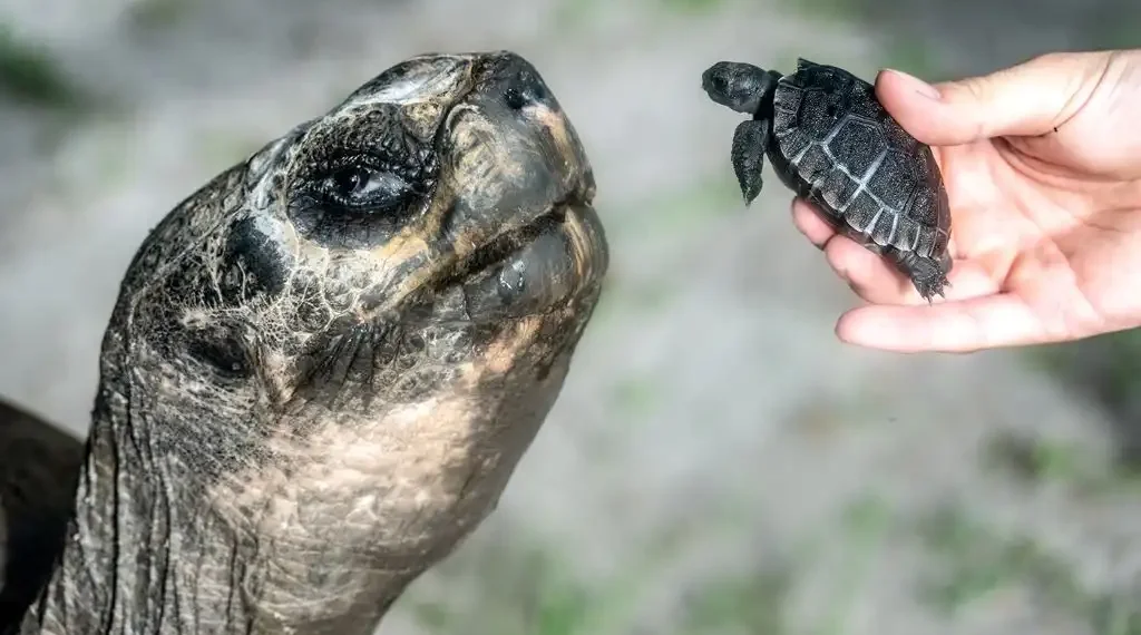 Goliat la tortuga