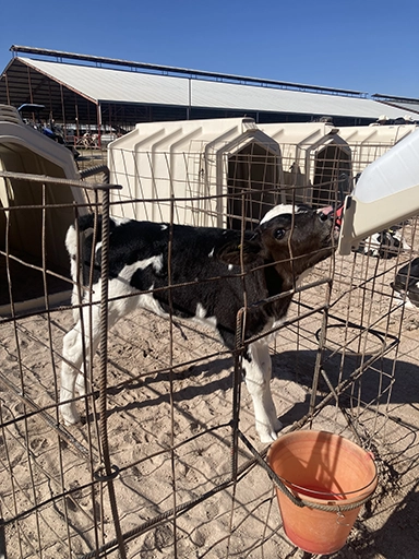 leche de vaca