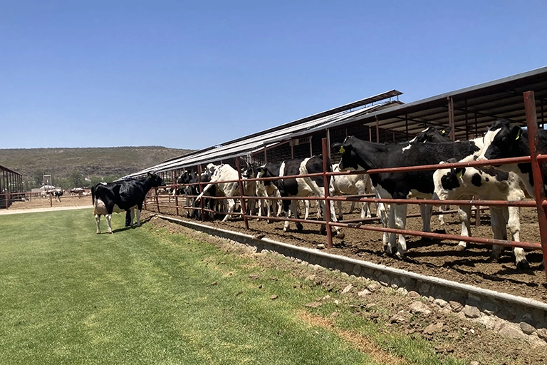 leche de vaca