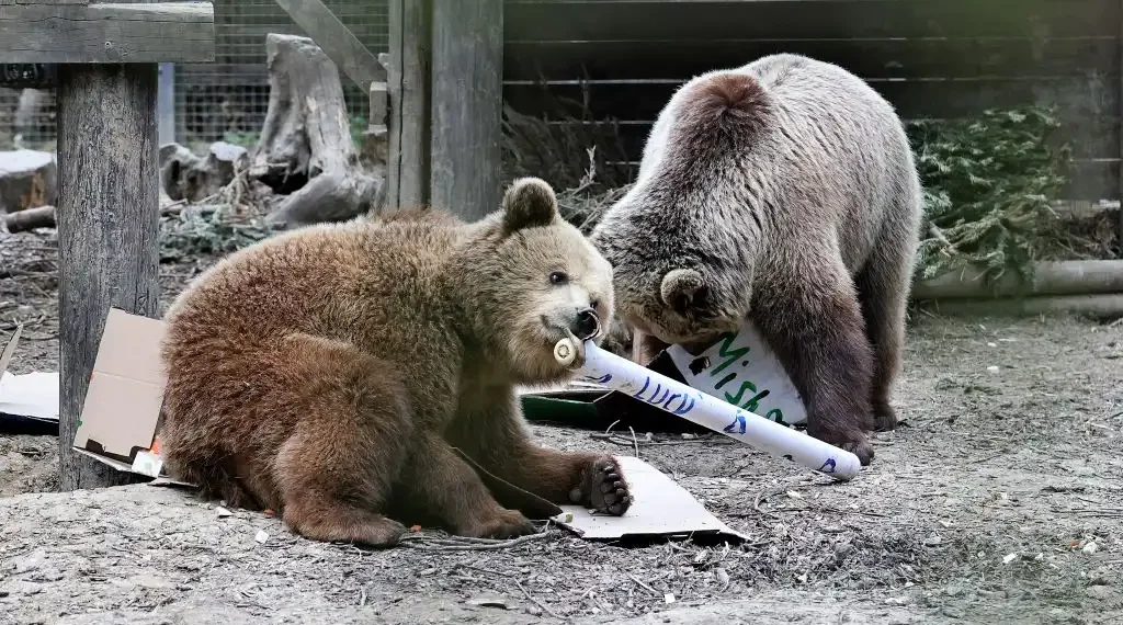 Una fotografía difundida por el parque de vida silvestre Wildwood Devon muestra a Misha y Lucy, ambos de cuatro años, en su recinto. (AFP)