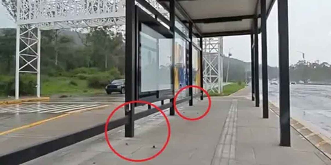 Desvalijan paradero de la Línea 4 de RUTA en Puebla