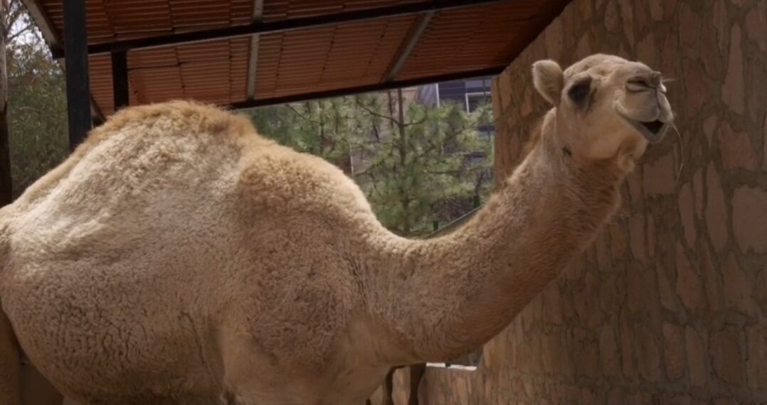 Zoológico Durango