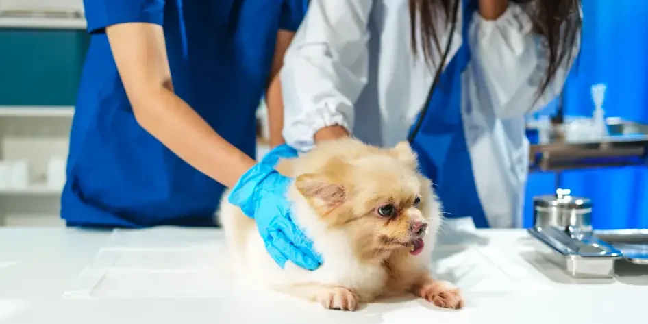 atención veterinaria farmacias